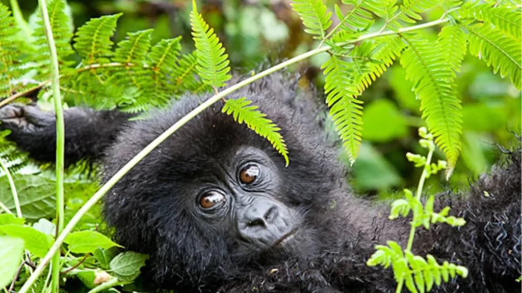 11-Day Primates of the Great Rift Valley Safari Uganda
