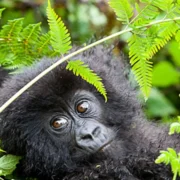 11-Day Primates of the Great Rift Valley Safari Uganda