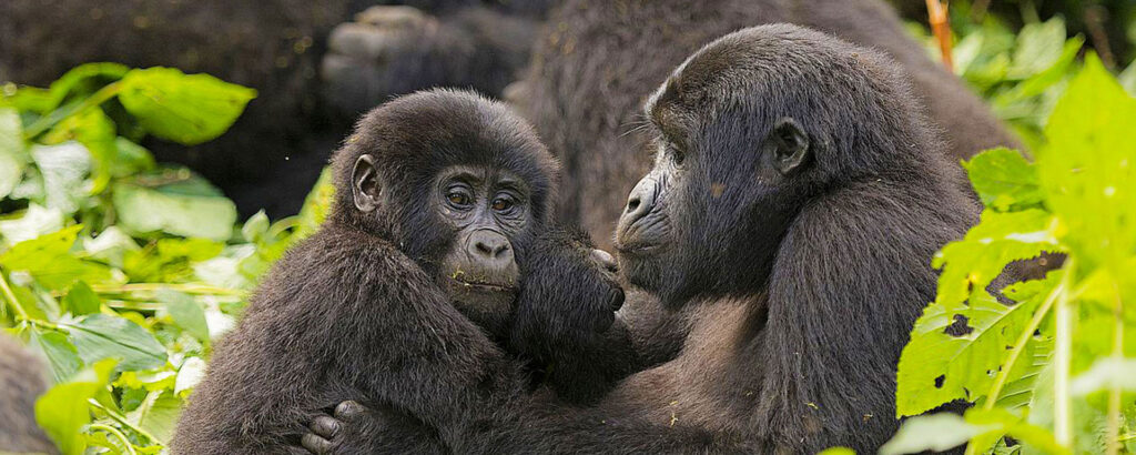 4-Day Gorilla Flying Safari in Uganda