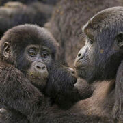 4-Day Gorilla Flying Safari in Uganda