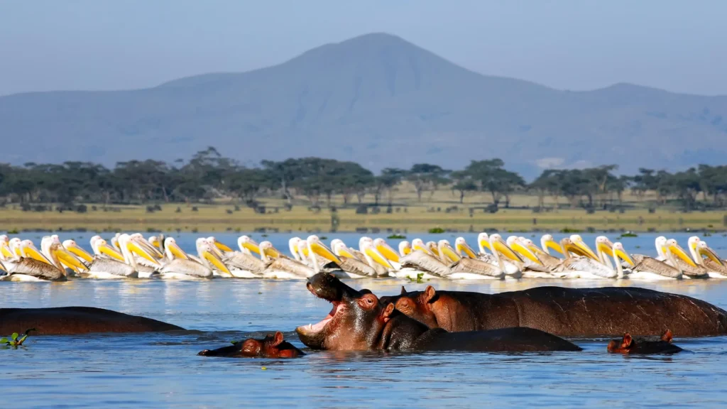 4-Day Fly-in Ultra Luxury (Mara - Nakuru) Safari Package