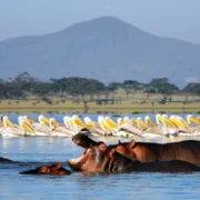 4-Day Fly-in Ultra Luxury (Mara - Nakuru) Safari Package