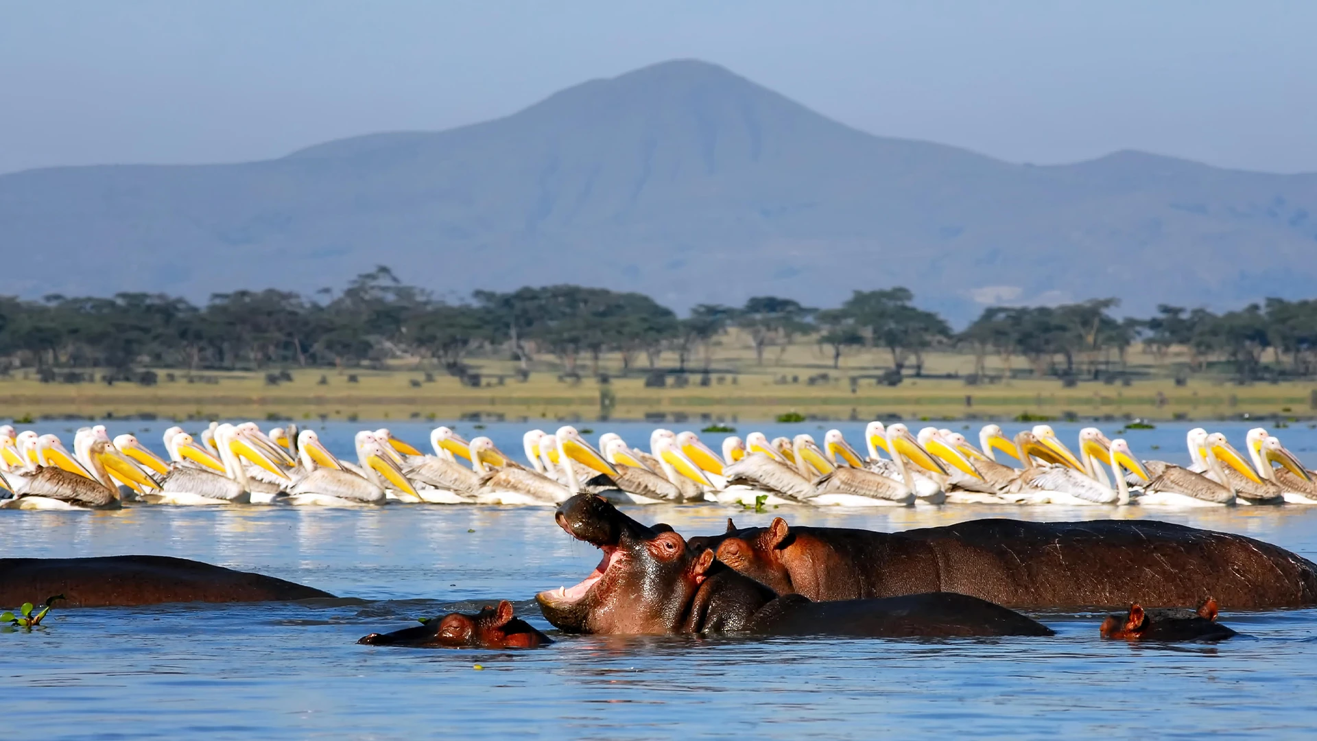 4-Day Fly-in Ultra Luxury (Mara - Nakuru) Safari Package