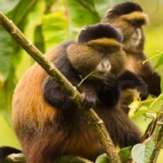 4-Day Majestic Mountain Gorillas of Rwanda Tour