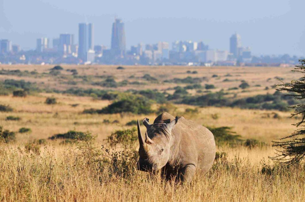 6-Day Breathtaking Views of Kenya's National Parks