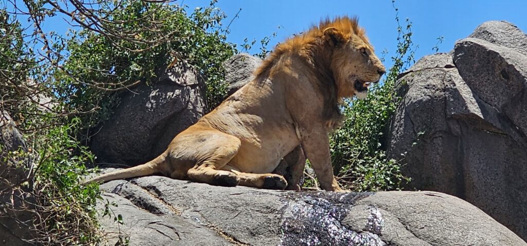 6-Day Affordable Safari Adventure (Northern Circuit)