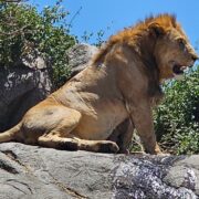6-Day Affordable Safari Adventure (Northern Circuit)