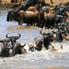 6-Day Luxury Tour from Amboseli-Masai Mara in a Cruiser