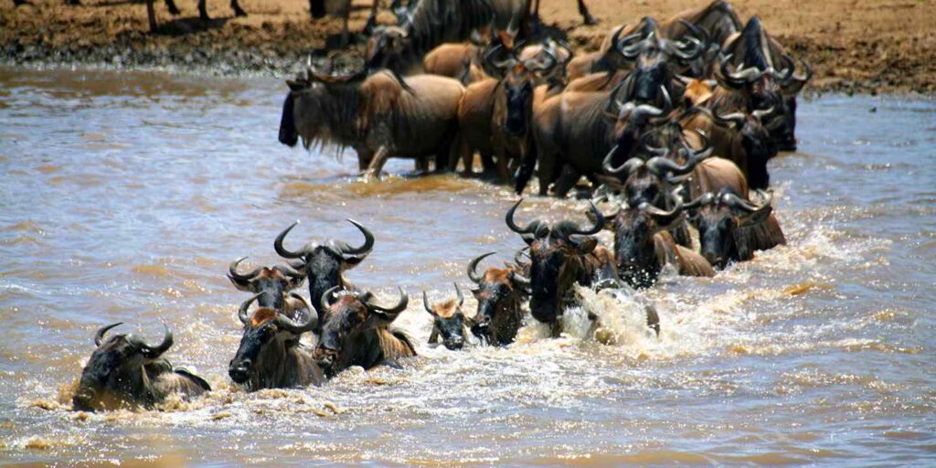 6-Day Luxury Tour from Amboseli-Masai Mara in a Cruiser