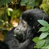 7-Day Highlights of Rwanda