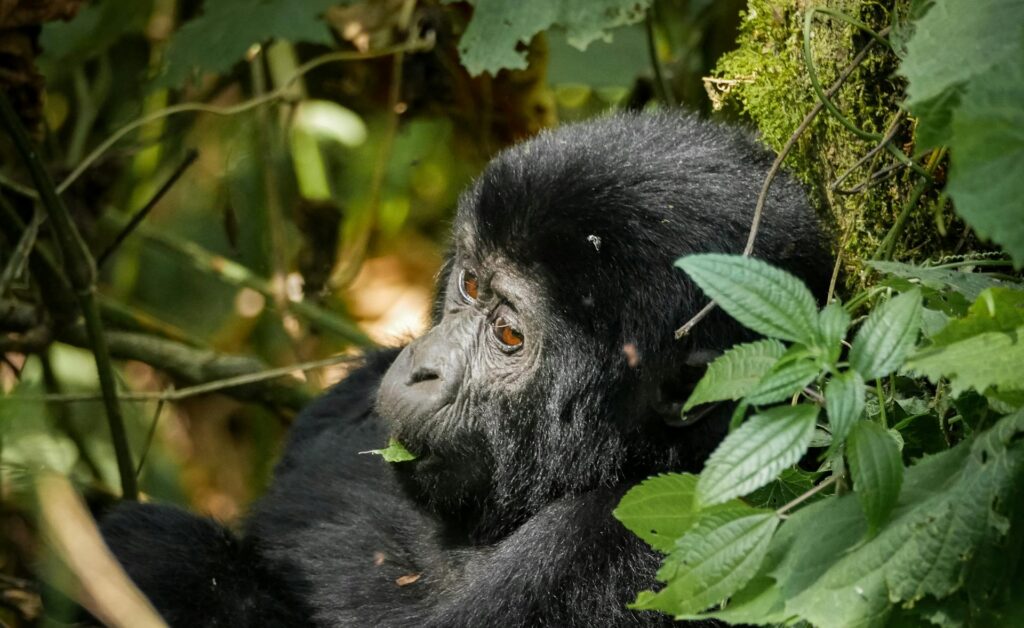 7-Day Highlights of Rwanda