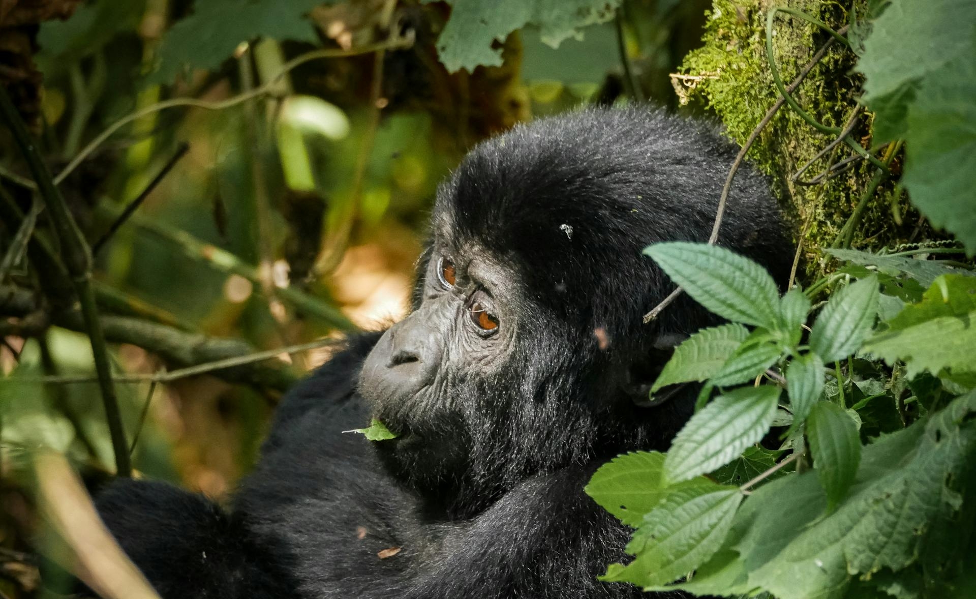 7-Day Highlights of Rwanda