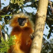 5 day chimpanzee golden monkey trek and lake kivu tour
