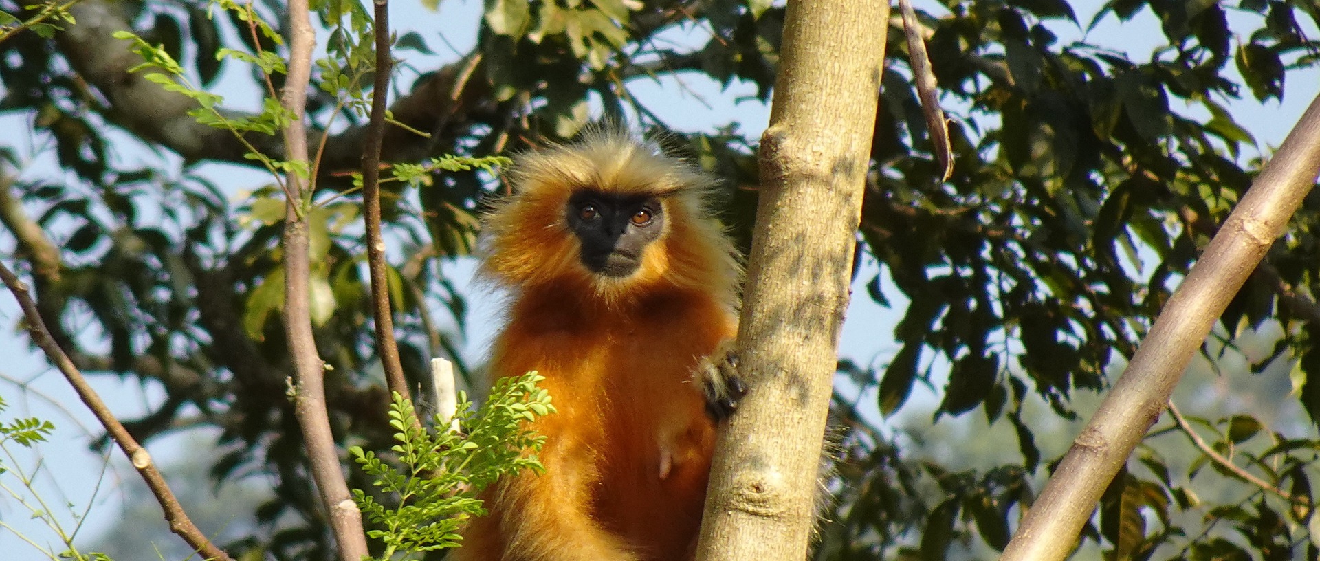 5 day chimpanzee golden monkey trek and lake kivu tour